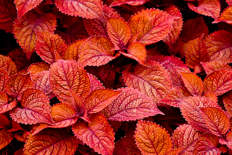 Photo of the Day: Red Leaves