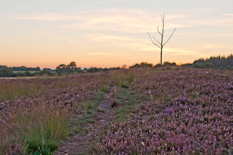 Photo of the Day: Sunset in the heath