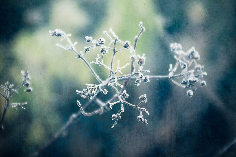 Photo of the Day: Frosty morning