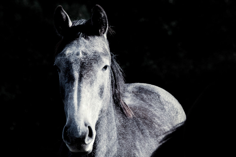 Photo of the Day: The Silver Horse