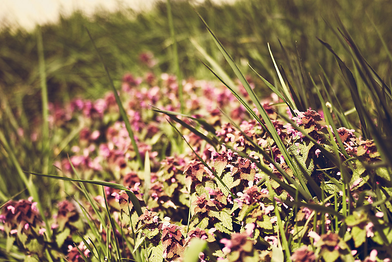 Photo of the Day: A Bed of Green and Pink