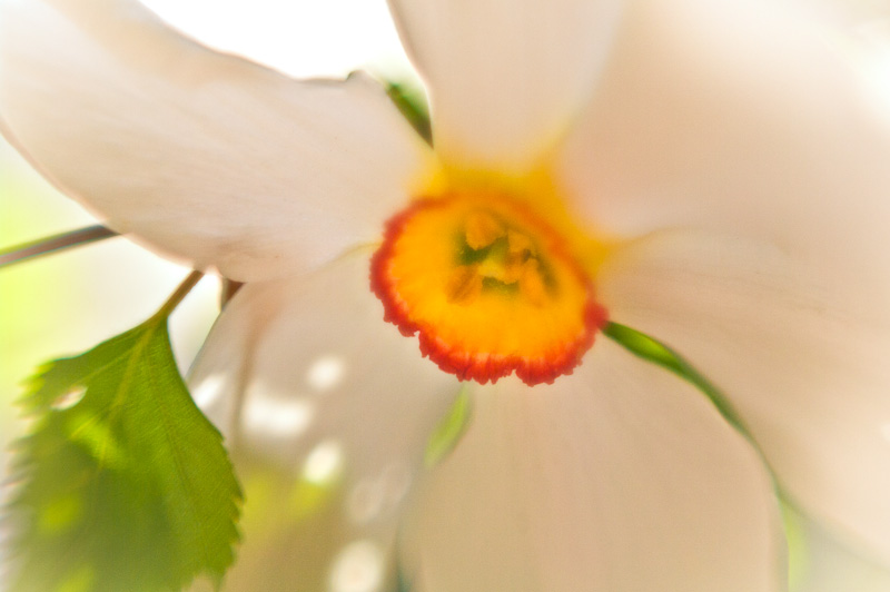 Photo of the Day: Easter Narcissus