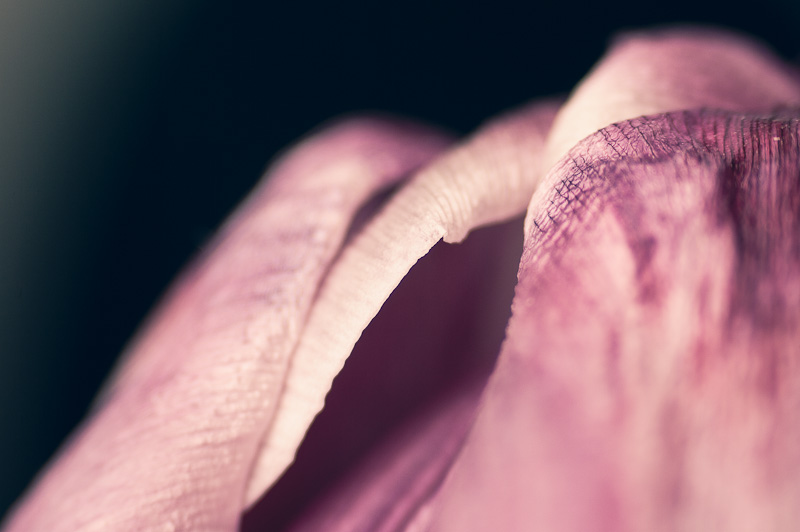 Photo of the Day: Soft Detail