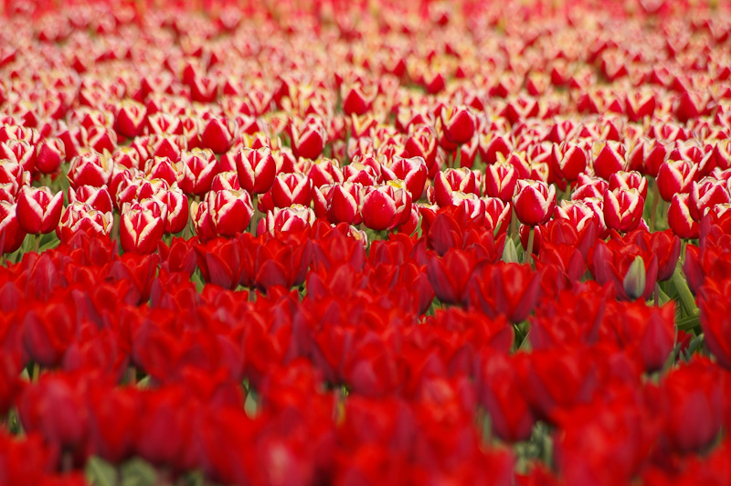 Photo of the Day: Tulip Carpet